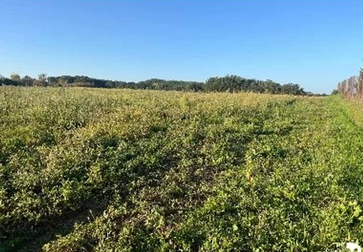 Terra a Labourgade, Tarn-et-Garonne, Labourgade - € 39.500 | Ref: 85592747 - foto 1