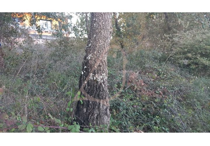 Terra a Alburitel, Santarem, Alburitel - € 38.000 | Ref: CV11010-125 - foto 1