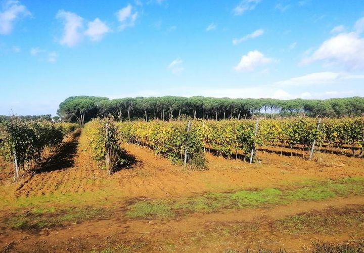 Helårsgrund i Cortona, Arezzo, Cortona - € 590.000 | Ref: a6380ta2266162a - foto 1