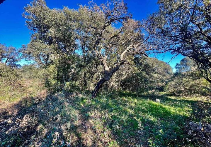 Terra a Telti, Olbia Tempio, Telti - € 270.000 | Ref: OL1043 - foto 1