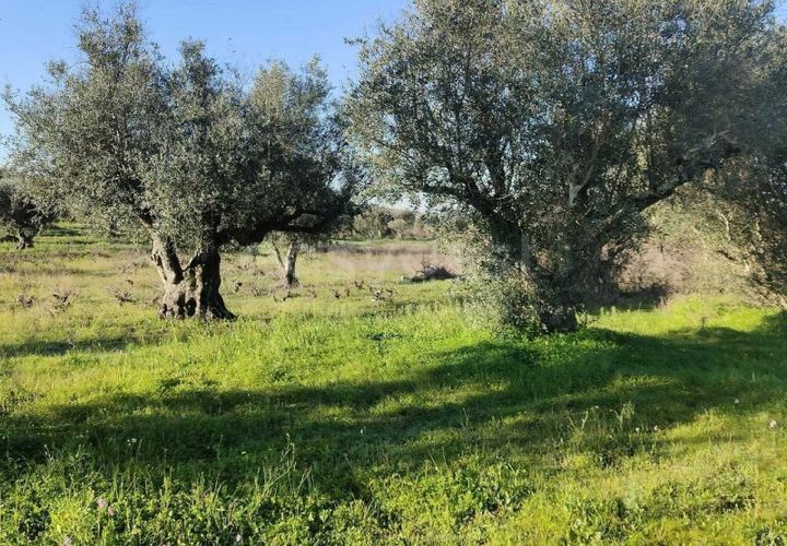 Terra a Cuba, Beja, Cuba - € 7.250 | Ref: BJ96676 - foto 1