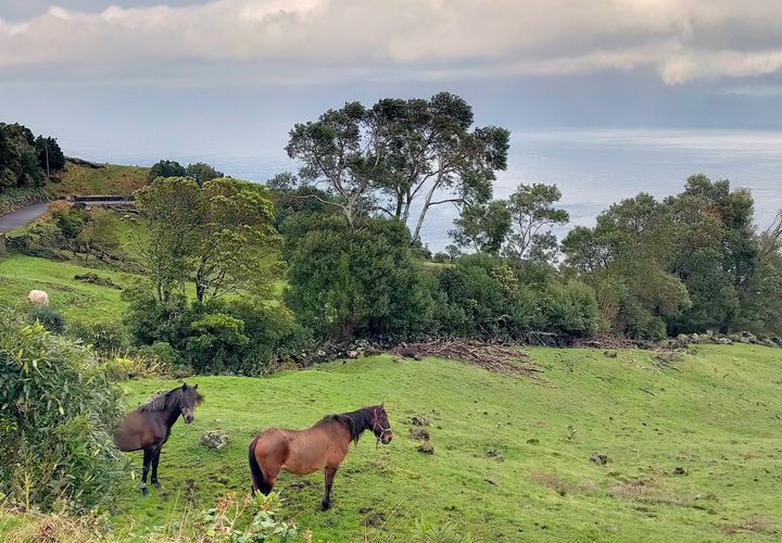 Helårsgrund i Lajes do Pico, Pico, Lajes do Pico - € 500.000 | Ref: CB11-0026 - foto 1