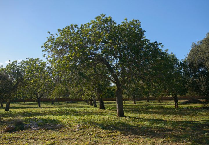 Helårsgrund i Capdepera, Mallorca, Capdepera - € 268.000 | Ref: 4162V - foto 1