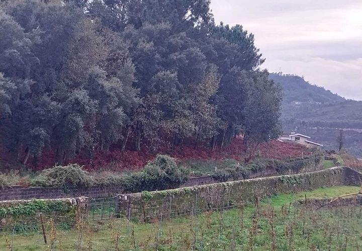 Tomt i Ceivaes e Badim, Viana do Castelo, Ceivaes e Badim - € 95 000 | Ref: SF-SAFTI:004246 - foto 1