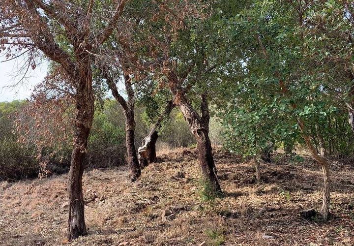 Helårsgrund i Monchique, Faro, Monchique - € 30.000 | Ref: T-525 - foto 1