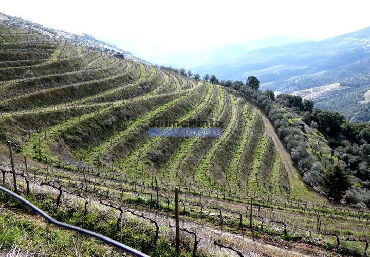 Terra a Sabrosa, Vila Real, Sabrosa - € 750.000 | Ref: 9742_T - foto 1