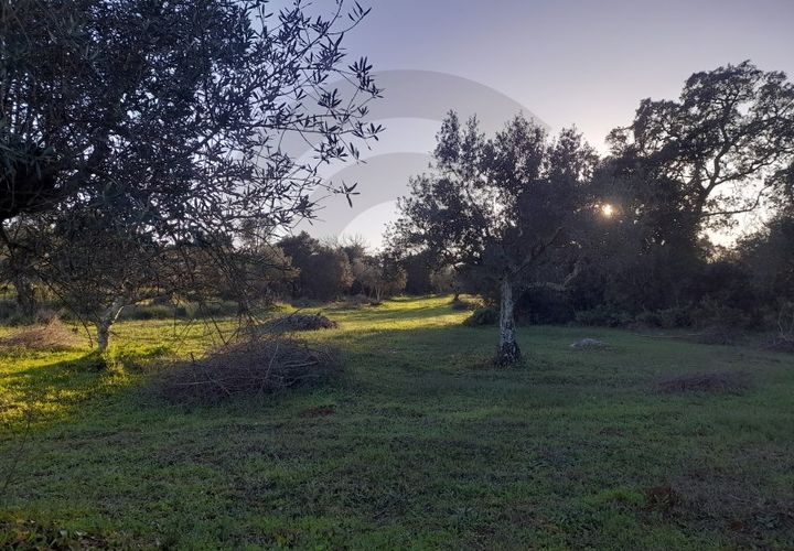 Tomt i Alcanena, Santarem, Alcanena - € 25 500 | Ref: 1780-02917 - foto 1