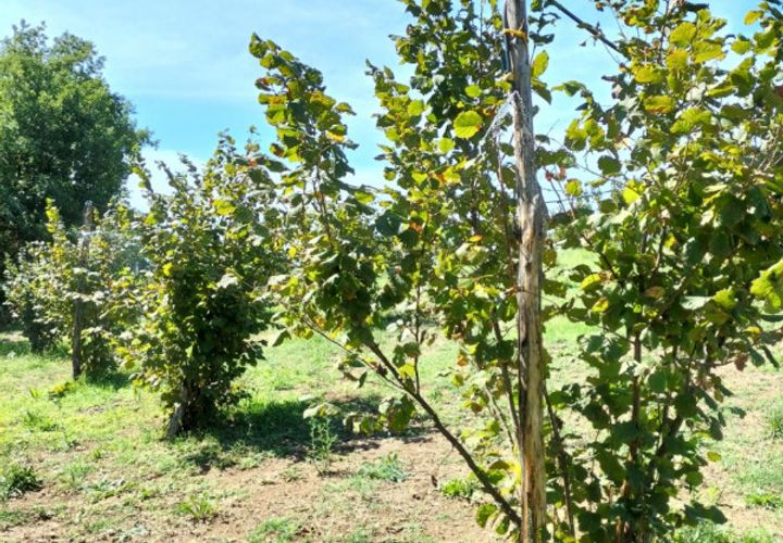 Terra a Nepi, Viterbo, Nepi - € 160.000 | Ref: NEPI - foto 1