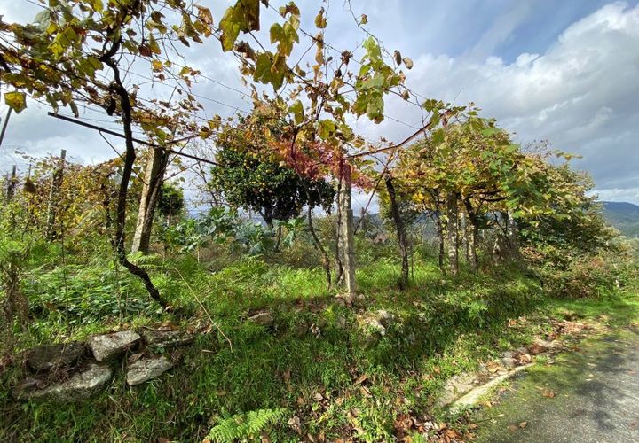 Helårsgrund i Arcos de Valdevez, Viana do Castelo, Arcos de Valdevez - € 60.000 | Ref: AVV-2041-JP-0622 - foto 1
