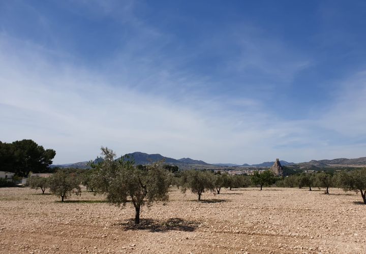 Helårsgrund i Sax, Alicante, Sax - € 65.995 | Ref: 11575c2112 - foto 1
