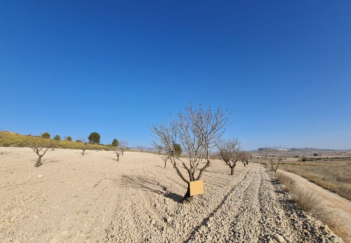 Terra a Jumilla, Murcia, Jumilla - € 27.995 | Ref: 51220 - foto 1