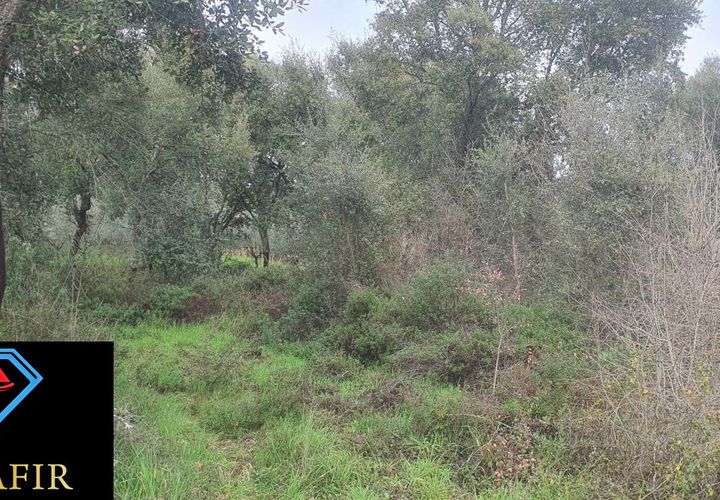 Helårsgrund i Tomar, Santarem, Tomar - € 6.500 | Ref: 00623 - foto 1