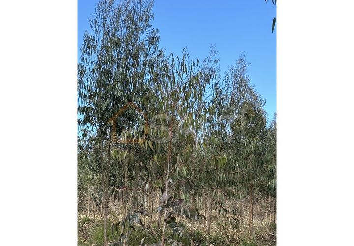 Helårsgrund i Rio Maior, Santarem, Rio Maior - € 70.000 | Ref: SAFTI:006529 - foto 1