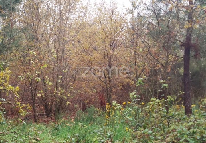 Helårsgrund i Mangualde, Viseu, Mangualde - € 15.000 | Ref: ZMPT575483 - foto 1