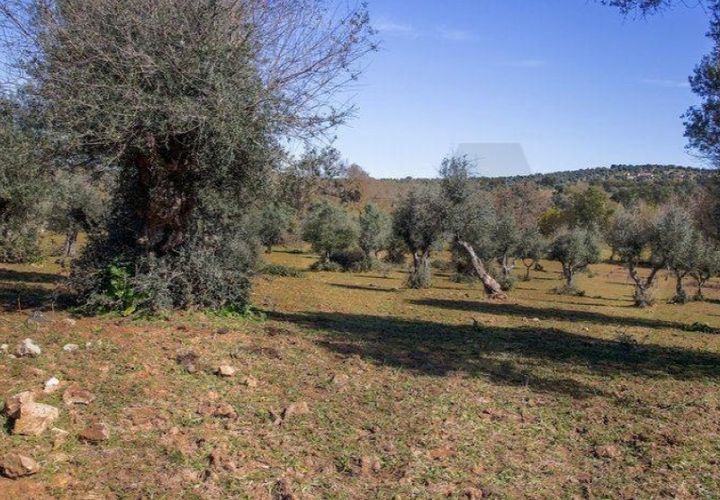 Terra a Alter do Chao, Portalegre, Alter do Chao - € 1.365.000 | Ref: KWPT-014016 - foto 1