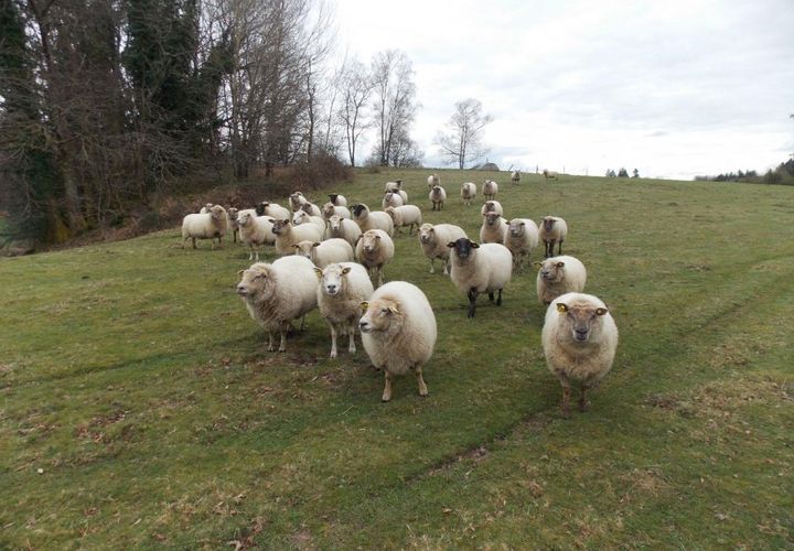 Farm hus i Marval, Haute-Vienne, Marval - € 498.000 | Ref: 12018369640 - foto 1