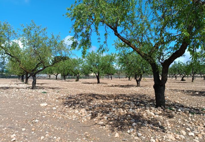 Terra a Yecla, Murcia, Yecla - € 12.000 | Ref: 41043-SS - foto 1