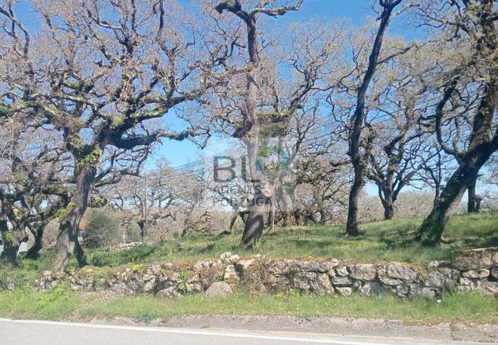 Helårsgrund i Pombal, Leiria, Pombal - € 85.000 | Ref: TER_572 - foto 1