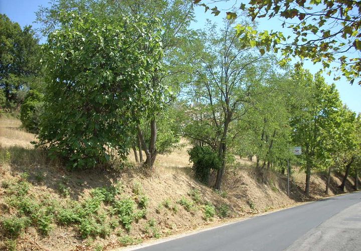 Helårsgrund i Colonnella, Teramo, Colonnella - € 200.000 | Ref: ter208 - foto 1