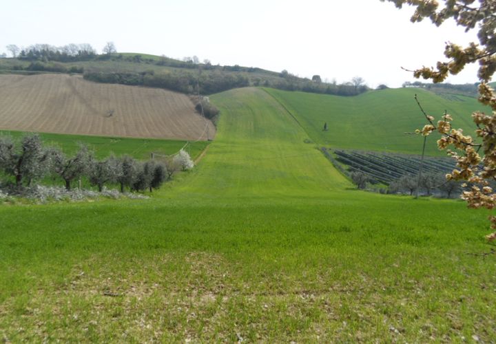 Tomt i Acquaviva Picena, Ascoli Piceno, Acquaviva Picena - € 45 000 | Ref: ter241 - foto 1