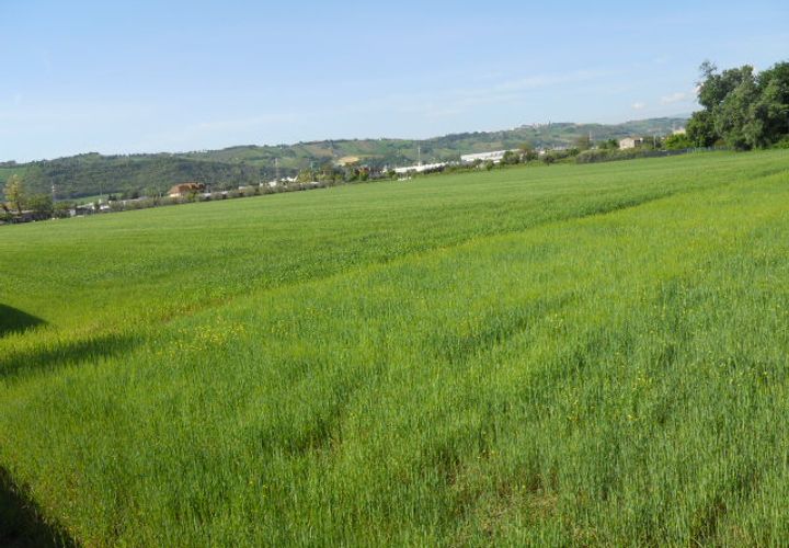 Helårsgrund i Monteprandone, Ascoli Piceno, Monteprandone - € 1.800.000 | Ref: ter27 - foto 1