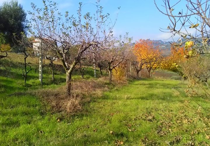 Tomt i Monteprandone, Ascoli Piceno, Monteprandone - € 40 000 | Ref: ter1009 - foto 1