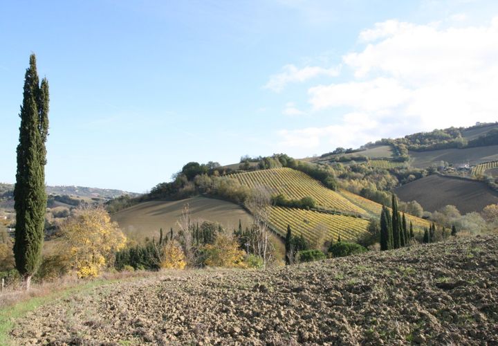 Terra a Ripatransone, Ascoli Piceno, Ripatransone - € 195.000 | Ref: 1577 - foto 1