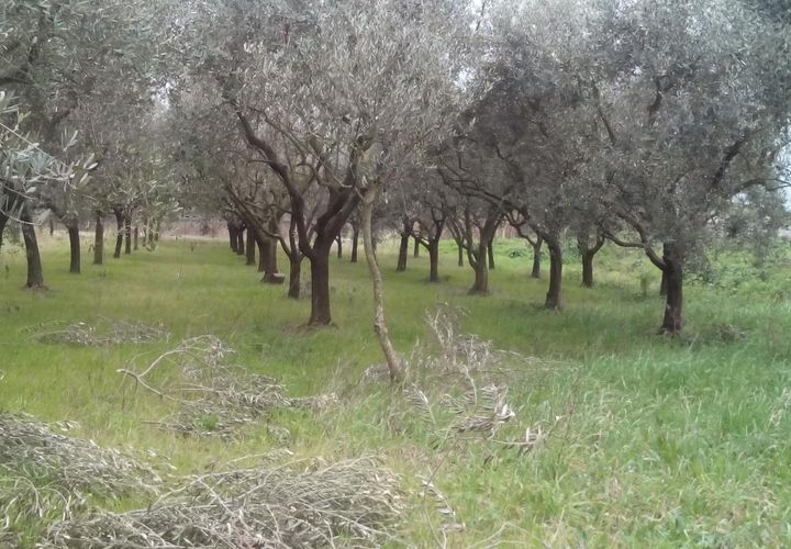 Helårsgrund i Pisa, Pisa, Pisa - € 26.000 | Ref: 2015104 - foto 1