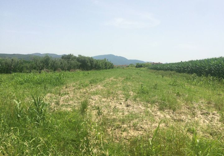 Terra a Vecchiano, Pisa, Vecchiano - € 9.900 | Ref: 2023177 - foto 1