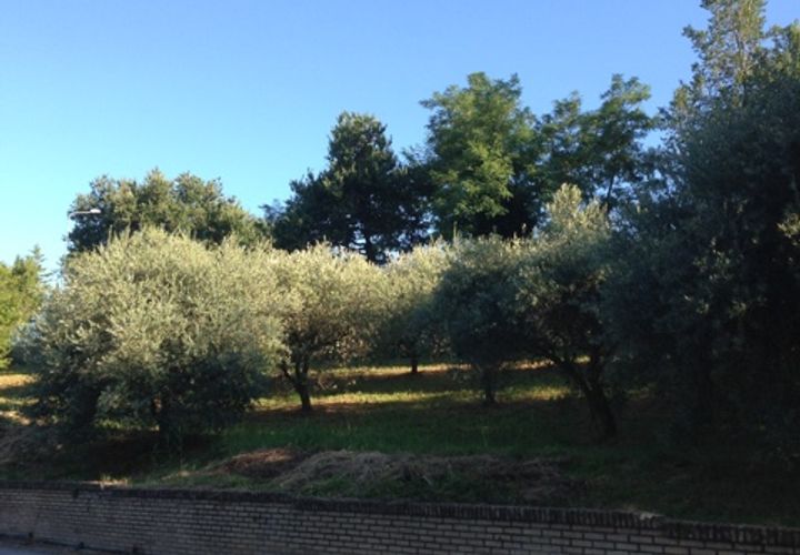 Helårsgrund i Montegiorgio, Fermo, Montegiorgio - € 38.000 | Ref: MG1699 - foto 1