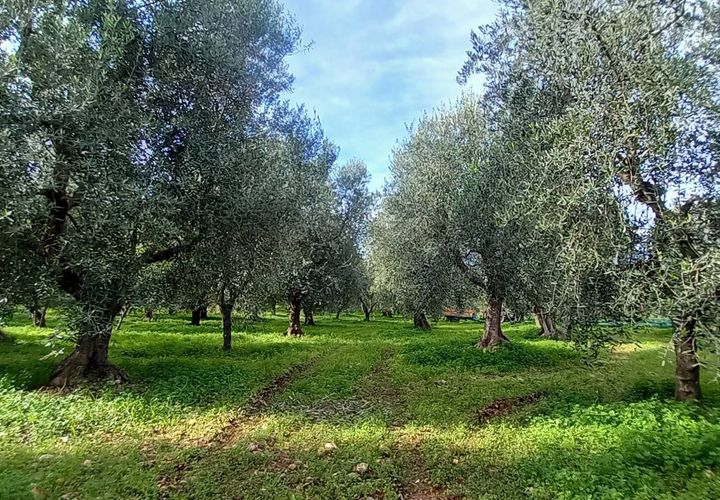 Helårsgrund i Ischitella, Foggia, Ischitella - € 19.000 | Ref: V000734 - foto 1