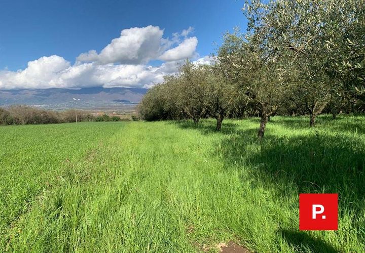 Terra a Alvignano, Caserta, Alvignano - € 60.000 | Ref: 8357 - foto 1