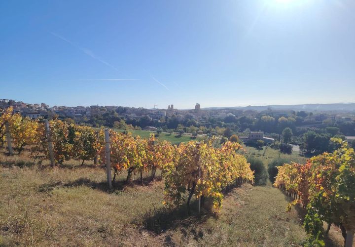 Landejendom i Offida, Ascoli Piceno, Offida - € 430.000 | Ref: 76 - foto 1