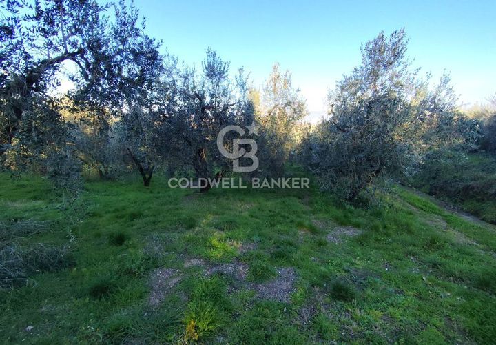 Tomt i Gradoli, Viterbo, Gradoli - € 25 000 | Ref: CBI105-1176-404 - foto 1