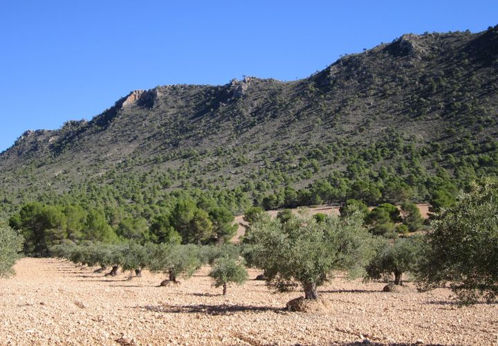 Helårsgrund i Yecla, Murcia, Yecla - € 24.000 | Ref: 41050-PB - foto 1
