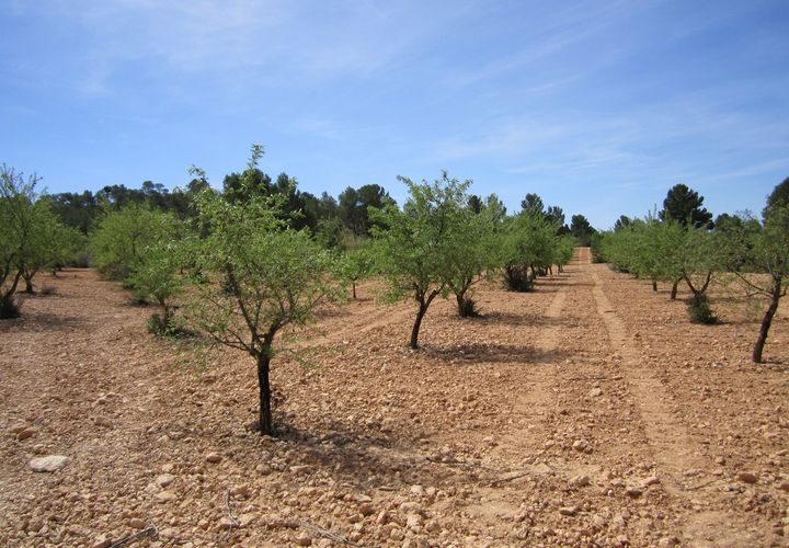 Terra a Yecla, Murcia, Yecla - € 14.000 | Ref: 41048-PB - foto 1
