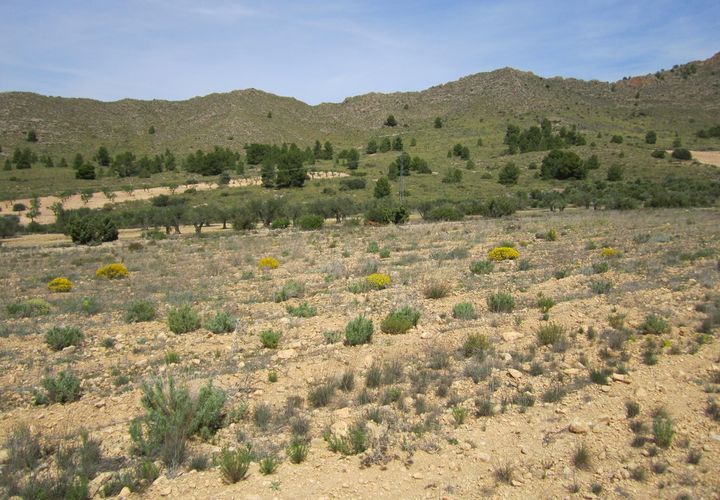 Helårsgrund i Yecla, Murcia, Yecla - € 12.000 | Ref: 41047-PB - foto 1
