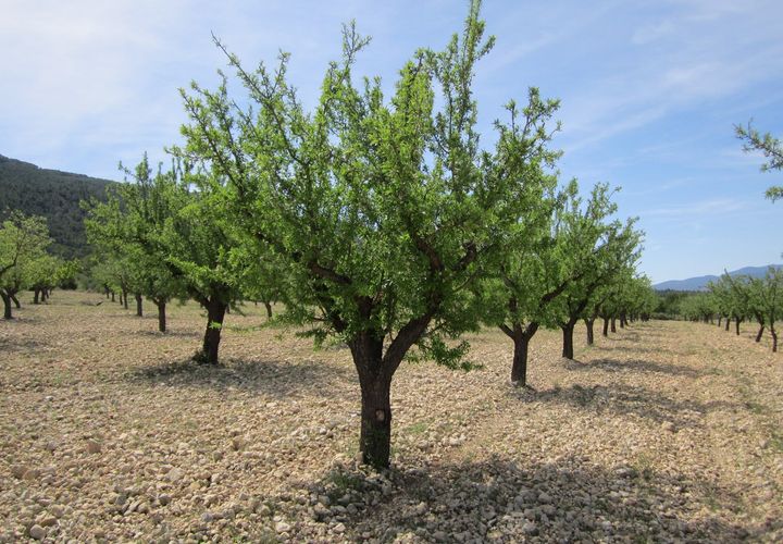 Helårsgrund i Yecla, Murcia, Yecla - € 15.000 | Ref: 41046-PB - foto 1