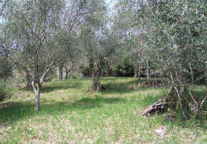 Terra a Londa, Florence, Londa - € 60.000 | Ref: 0112-6 - foto 1