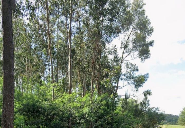 Helårsgrund i Moncao, Viana do Castelo, Moncao - € 80.000 | Ref: SF-SAFTI:006730 - foto 1