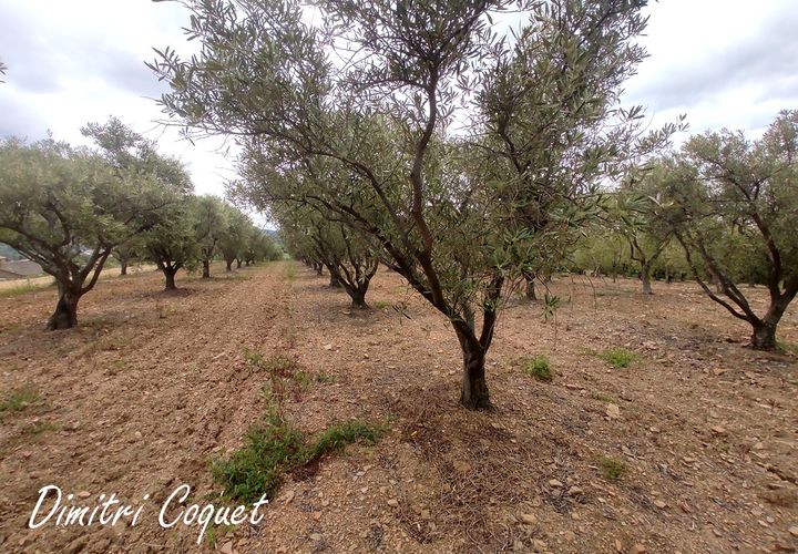 Tomt i Gabian, Herault, Gabian - € 29 000 | Ref: 406857DCOQ - foto 1