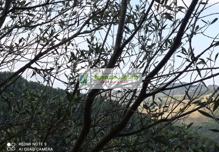Landejendom i Perinaldo, Imperia, Perinaldo - € 50.000 | Ref: 1064 - foto 1