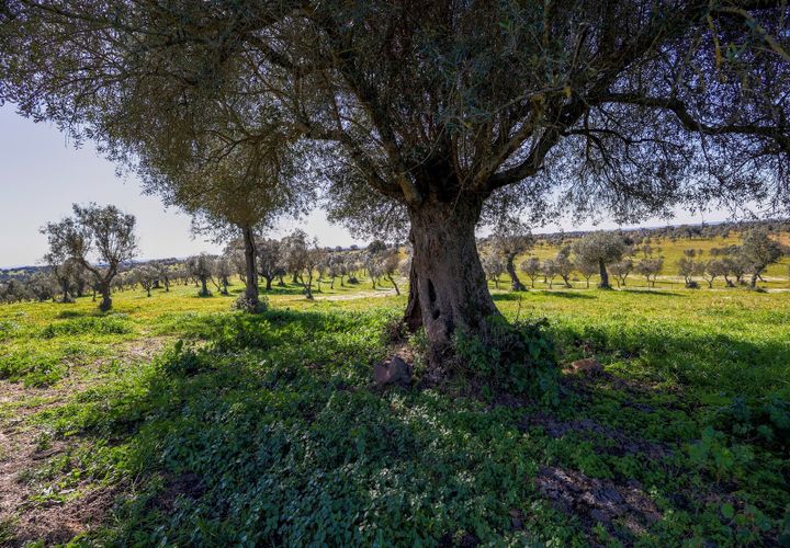 Masia a Alter do Chao, Portalegre, Alter do Chao - € 1.365.000 | Ref: CB01-0617 - foto 1