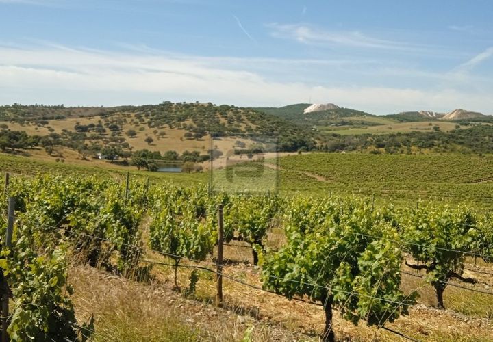 Farm i Borba, Evora, Borba - € 2.750.000 | Ref: FIN_169 - foto 1