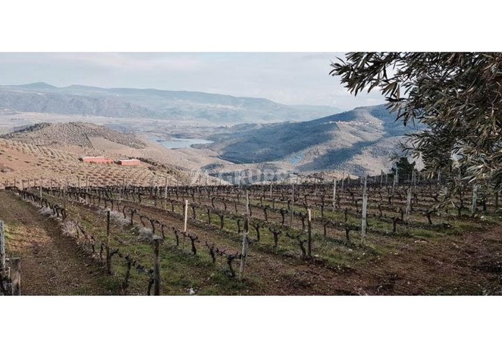 Farm i Vila Flor, Braganca, Vila Flor - € 3.950.000 | Ref: ZS_5505 (2) - foto 1