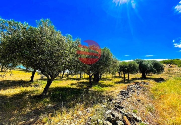Terra a Meda, Guarda, Meda - € 130.000 | Ref: 500/MDA - foto 1