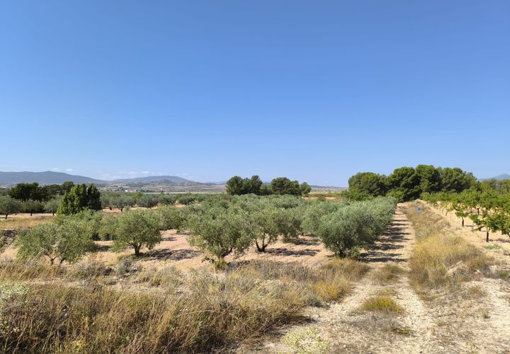 Helårsgrund i Monovar, Alicante, Monovar - € 37.500 | Ref: 61102 - foto 1