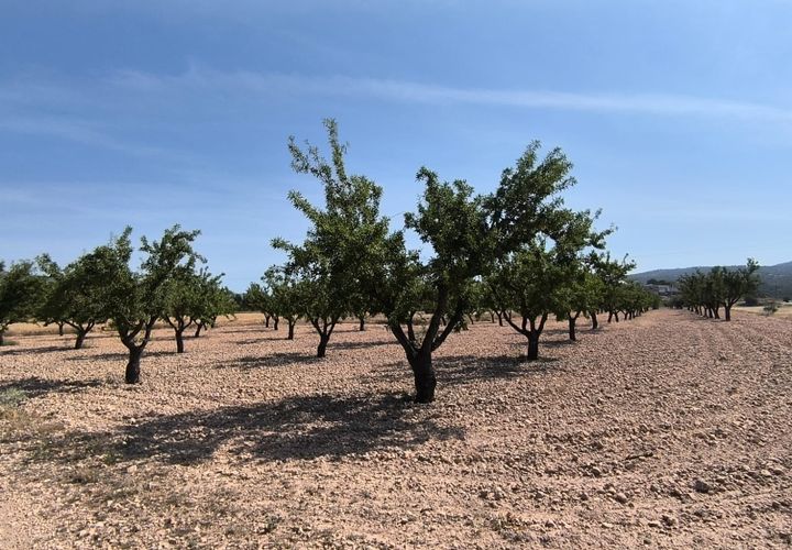 Helårsgrund i Monovar, Alicante, Monovar - € 16.500 | Ref: 61100 - foto 1