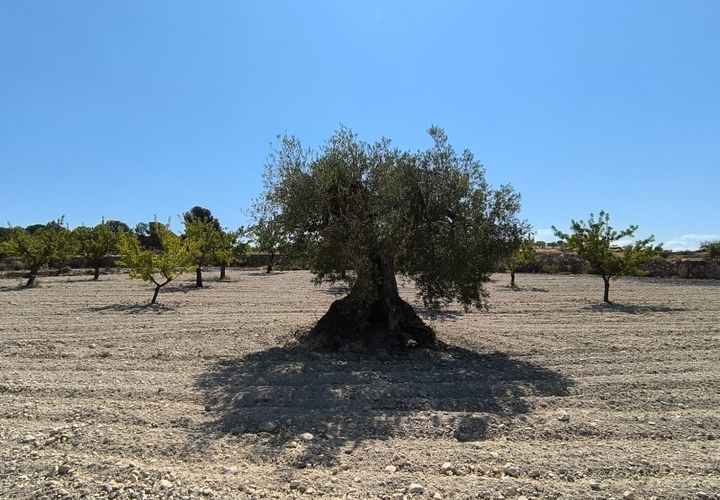Helårsgrund i Monovar, Alicante, Monovar - € 16.500 | Ref: 61108 - foto 1