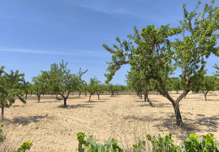 Helårsgrund i Monovar, Alicante, Monovar - € 37.500 | Ref: 61105 - foto 1